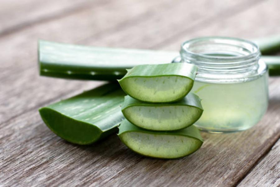 Cómo podemos extraer el jugo de aloe vera de la planta