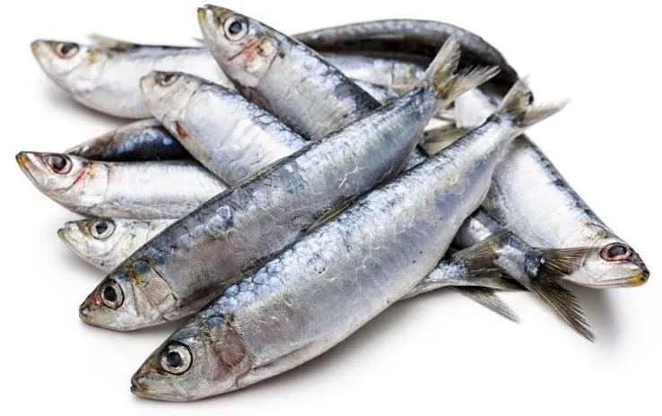 sardinas frescas Moncloa