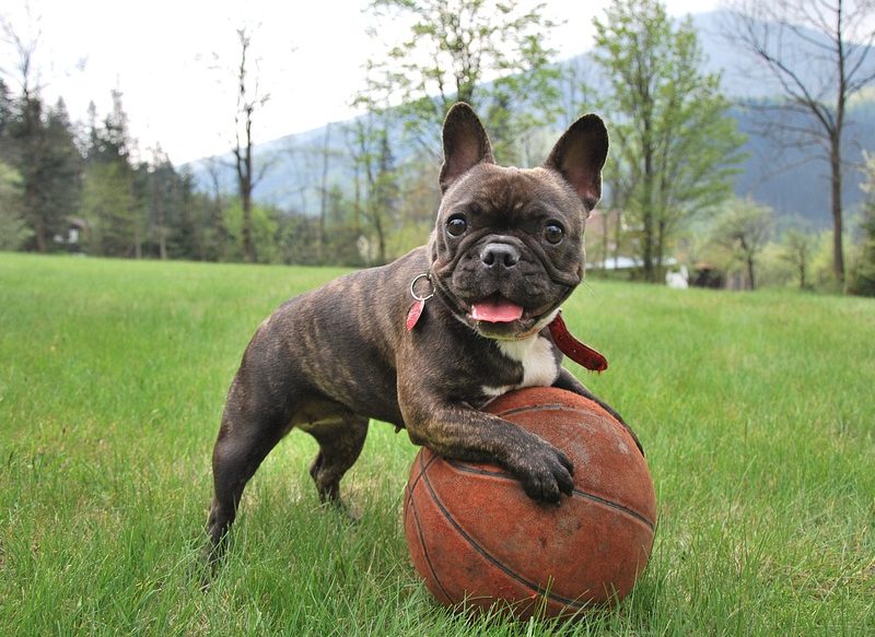 BULLDOG FRANCÉS, UN PERRO IDÓNEO PARA UN ARIES