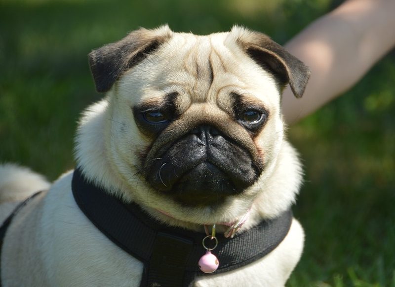 EL PUG O CARLINO, UNA RAZA PERFECTA PARA UN PISCIS
