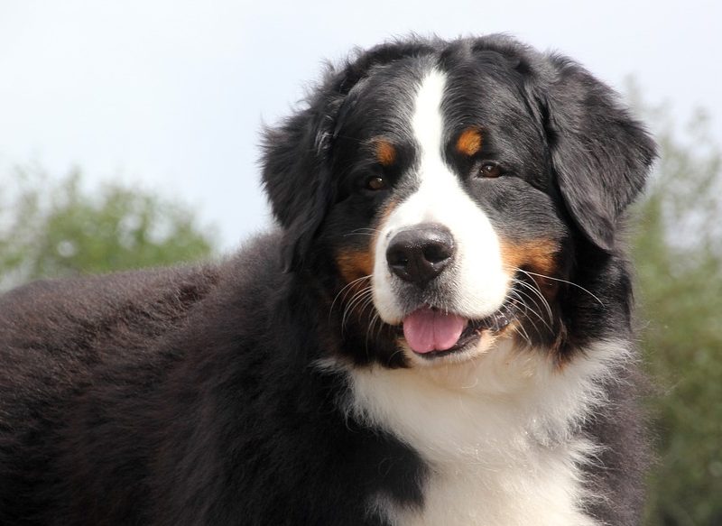 LA MEJOR RAZA DE PERRO PARA EL ZODIACO TAURO