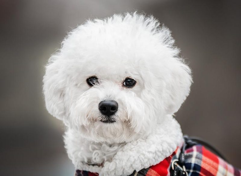GÉMINIS NECESITA UNA RAZA DE PERRO AMIGABLE E INDEPENDIENTE