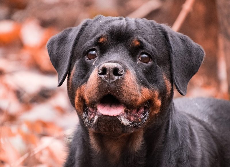 EL ROTTWEILER O EL BULLDOG, PERFECTOS PARA EL ZODIACO CÁNCER