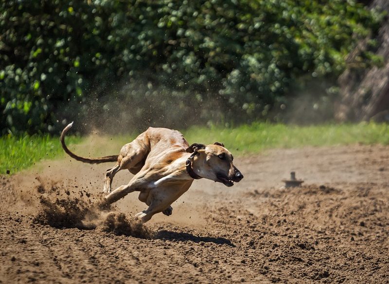LA RAZA DE PERRO IDEAL PARA LOS SIGNOS DEL ZODIACO VIRGO Y LIBRA