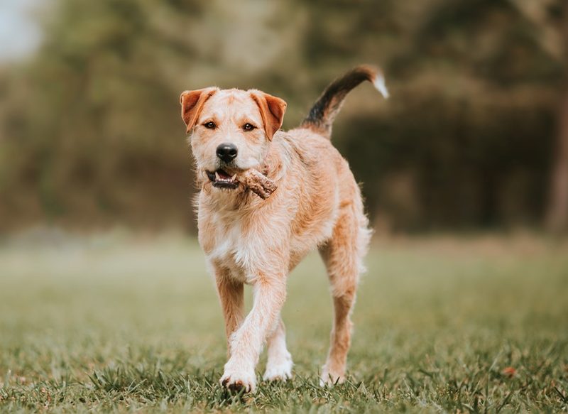 ESCORPIO NECESITA UN PERRO INCANSABLE