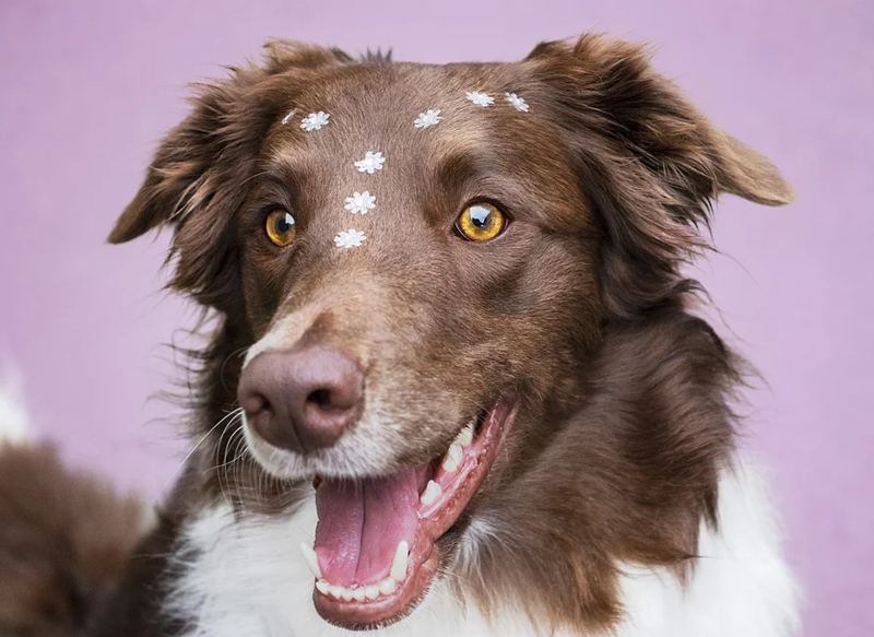 EL BORDER COLLIE, UNA RAZA IDEAL PARA SAGITARIO