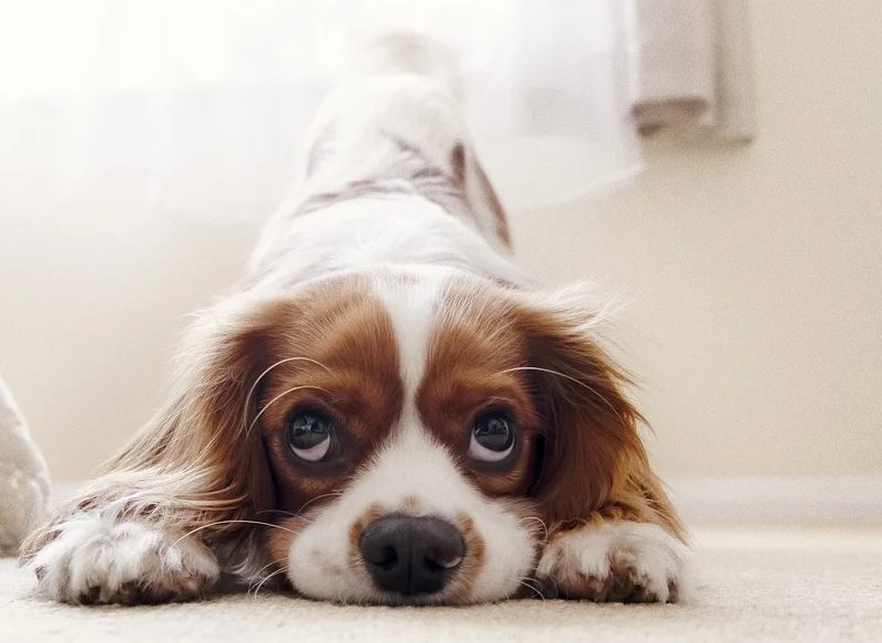 Esta es la raza de perro que debes elegir según tu signo del zodiaco