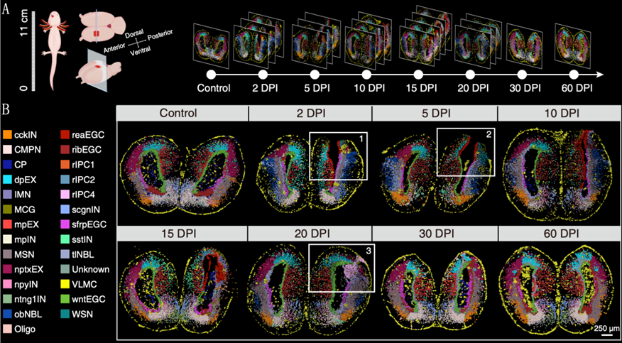 El BGI crea el Primer Atlas Espaciotemporal de Regeneración del Cerebro del mundo 1 Moncloa Moncloa