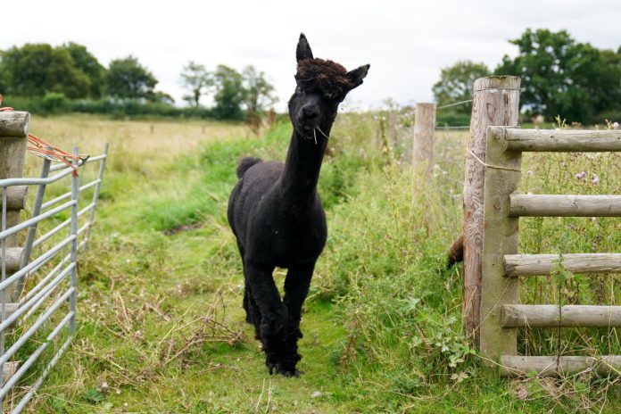 alpaca