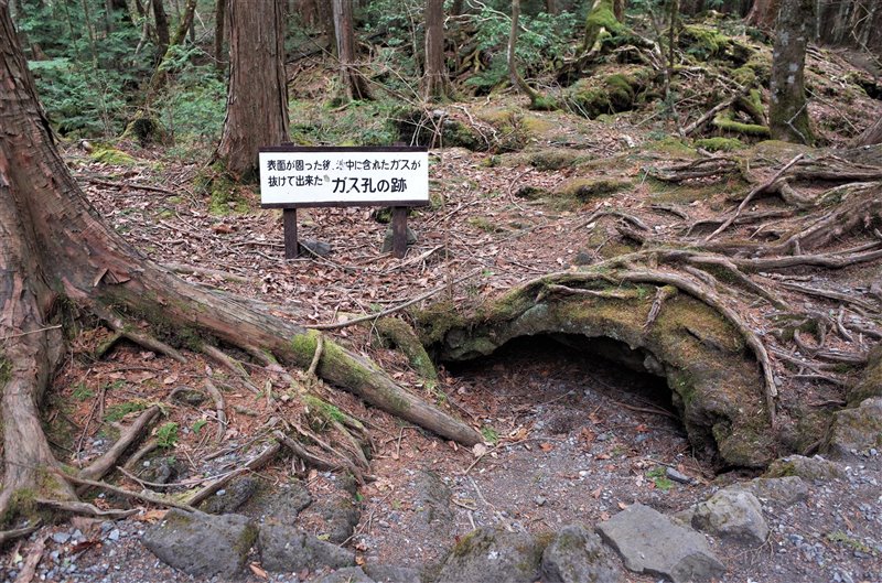 bosque aokigahara