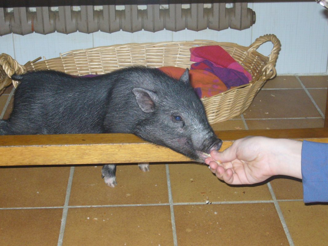 cerdo vietnamita