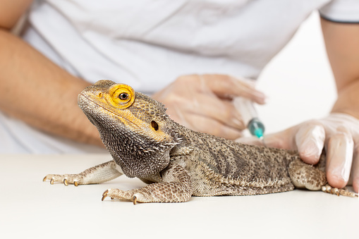 ley animales exoticos