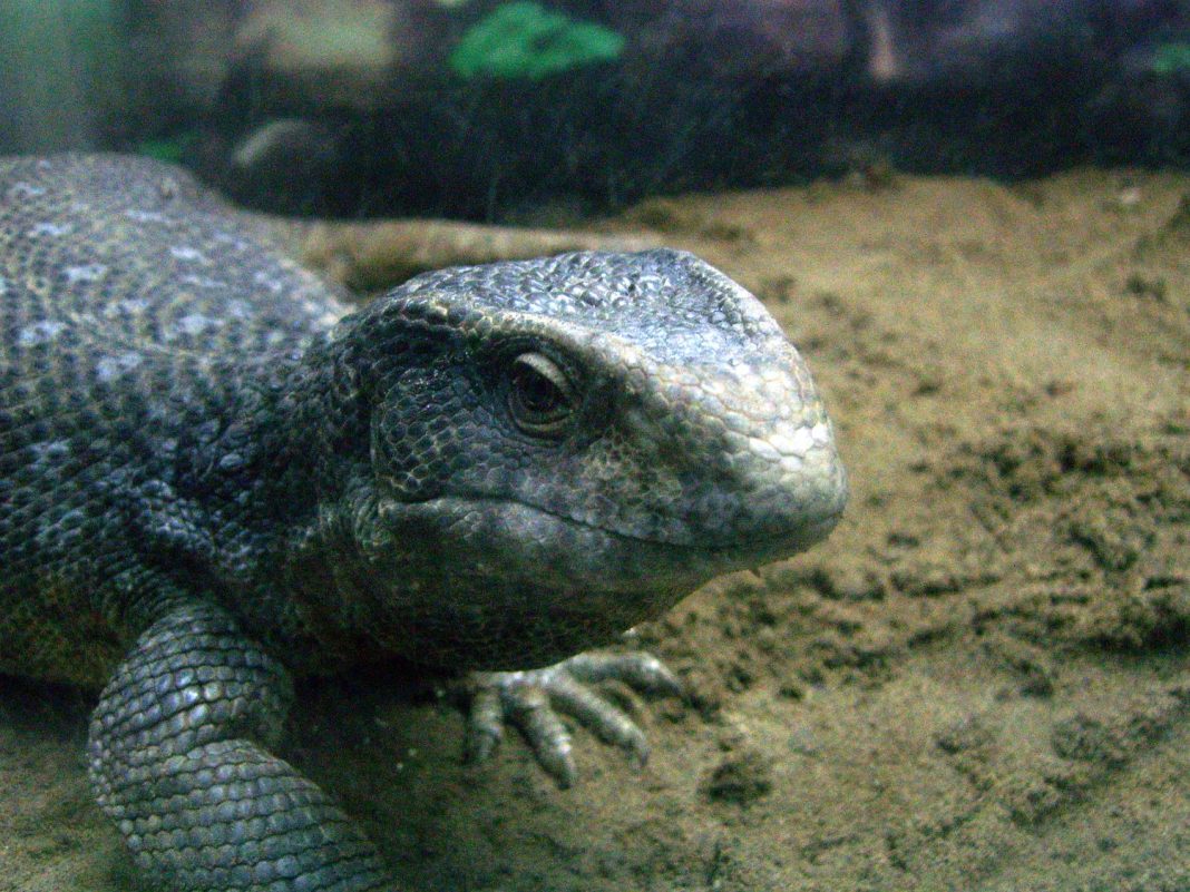 varano de la sabana