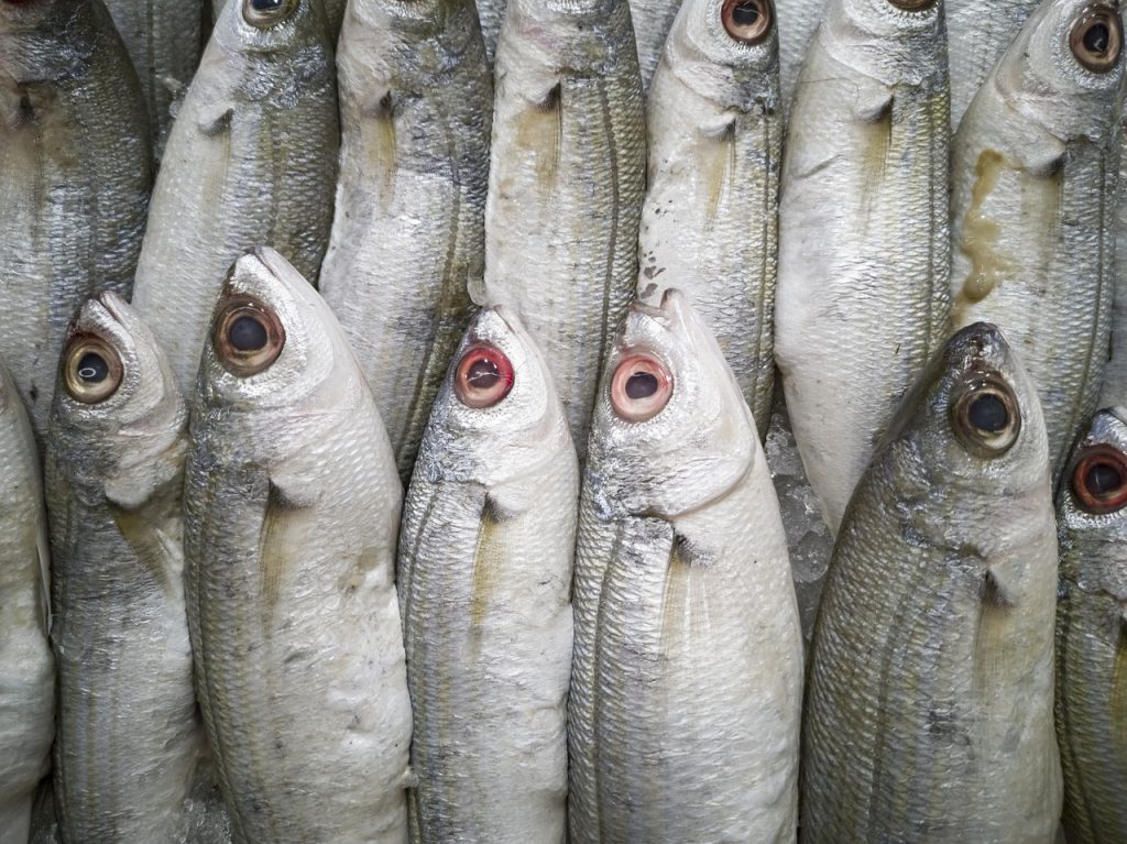 pescado omega 3