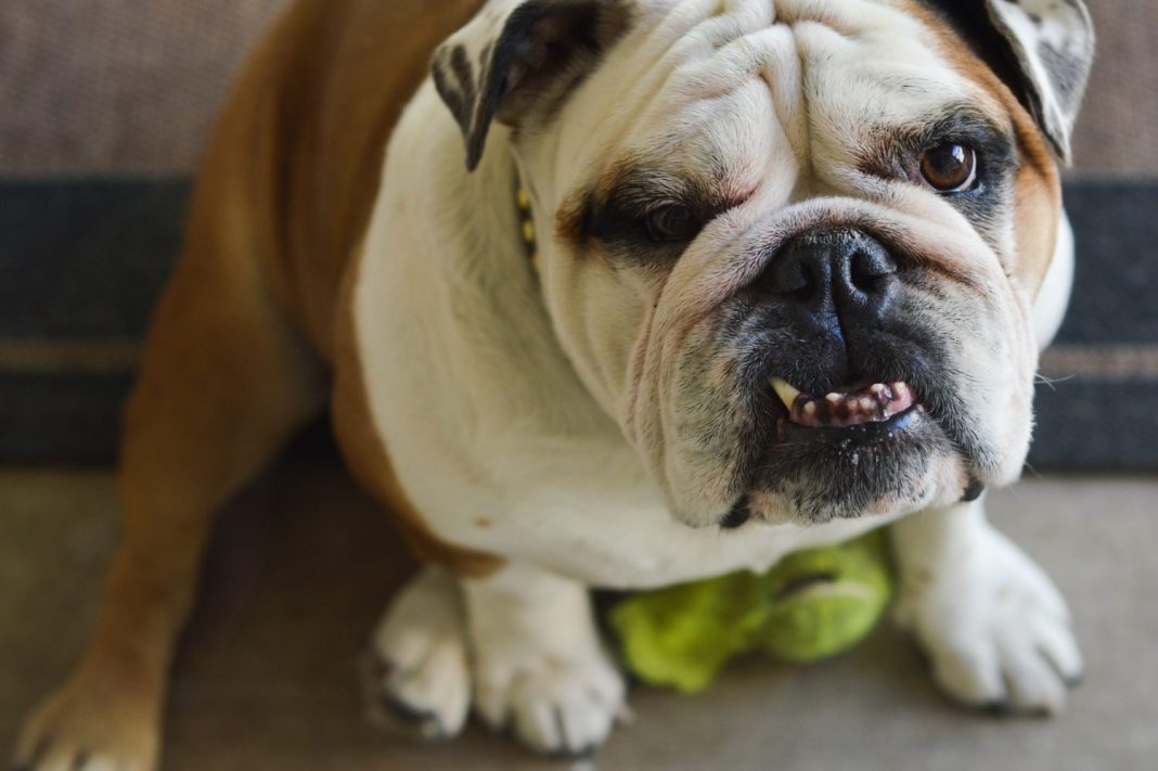 el bulldog ingles puede vivir en un piso