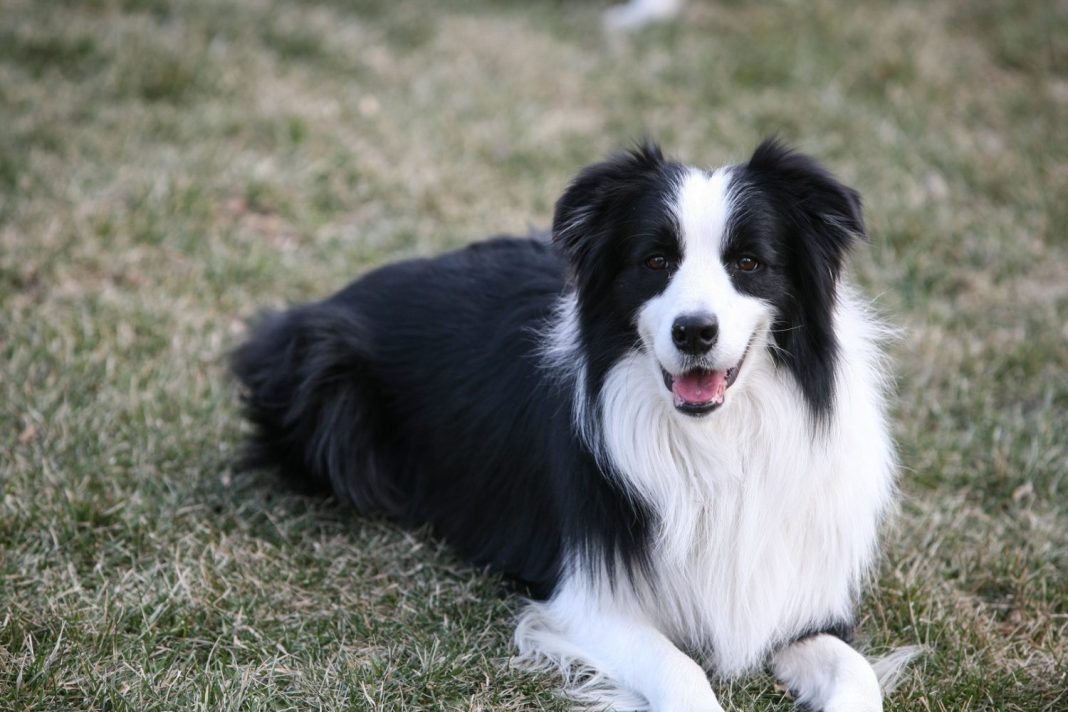 el border collie es otra de las razas de perro que mejor se adaptan