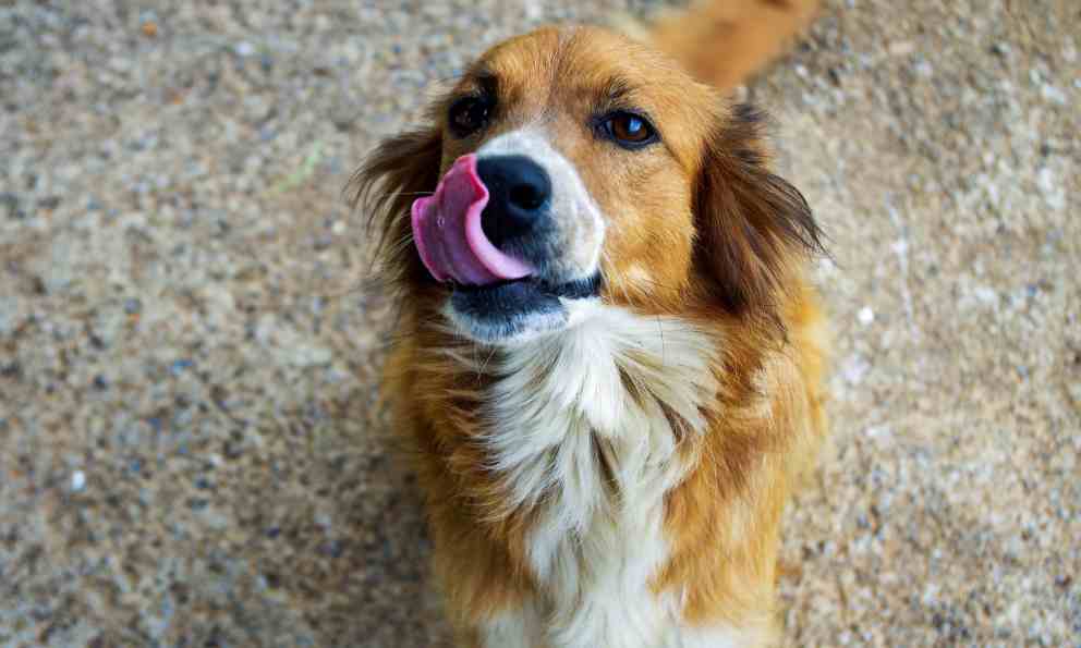los perros mestizos seran grandes companeros
