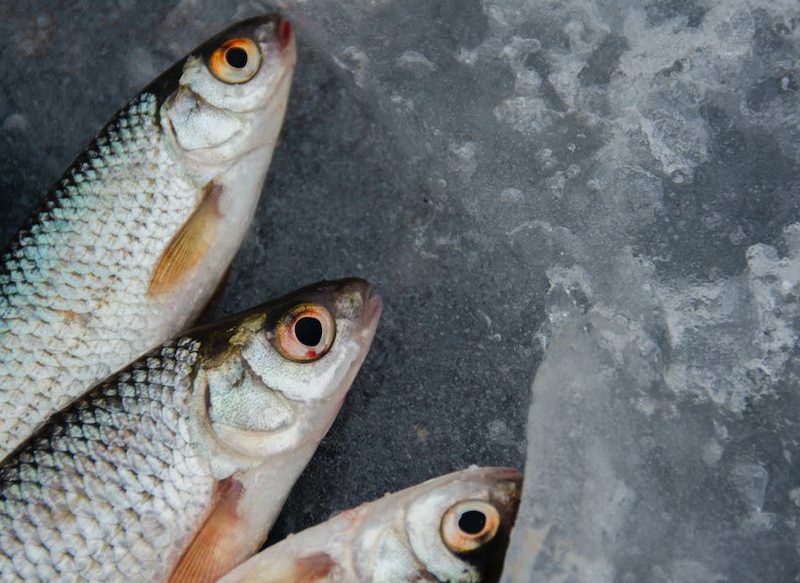 SALMÓN Y OTROS PESCADOS DE MERCADONA