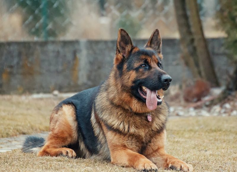 LA MULTA QUE TE PUEDEN PONER POR NO REGISTRAR A TU PERRO