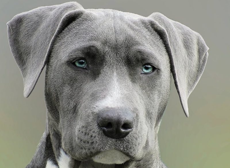 MULTAS POR NO VACUNAR AL PERRO O VENDER ANIMALES COMO PARTICULAR