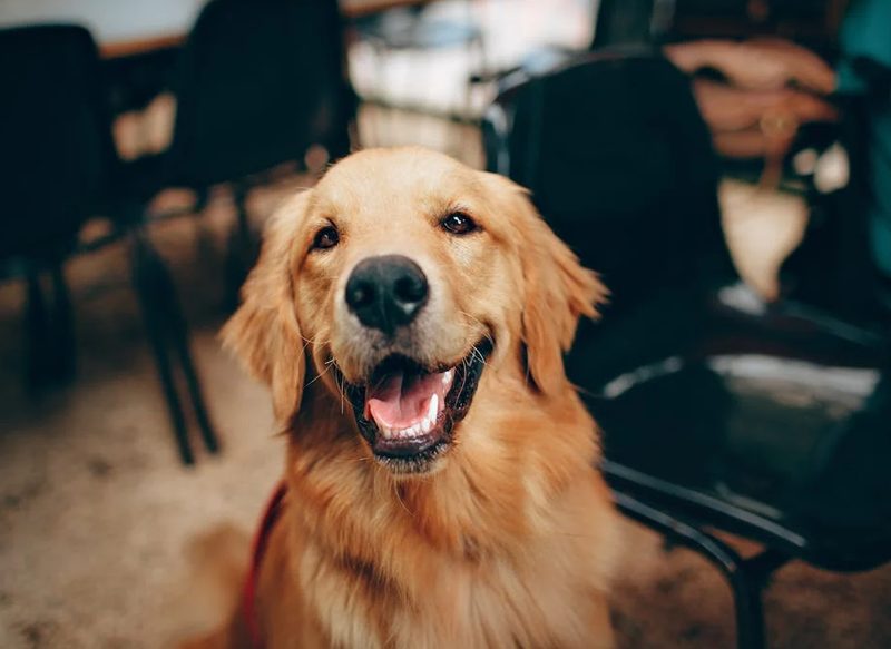 MULTAS POR PASEAR AL PERRO SIN CORREA