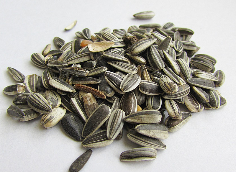 LAS CÁSCARAS DE PIPAS SON IDEALES PARA EL CONSUMO ANIMAL