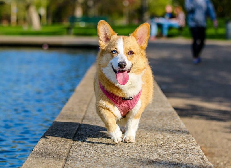 LA OBLIGATORIEDAD DE REGISTRAR A LOS PERROS