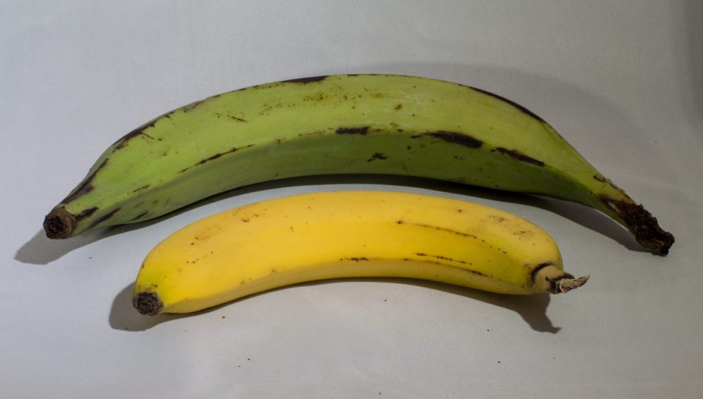 platano y banana dos frutas muy similares