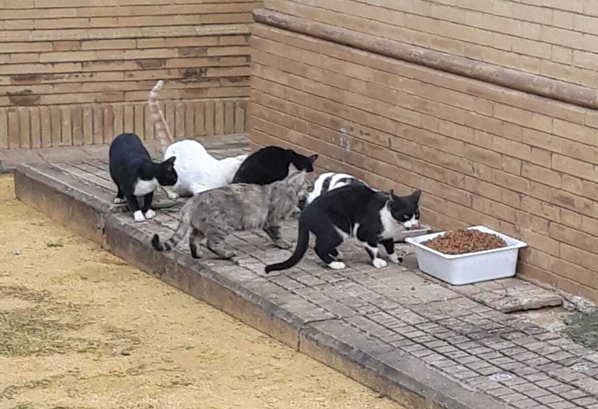 Colonia de gatos callejeros.