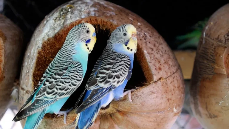 El periquito, un pájaro fiel a su pareja de por vida.