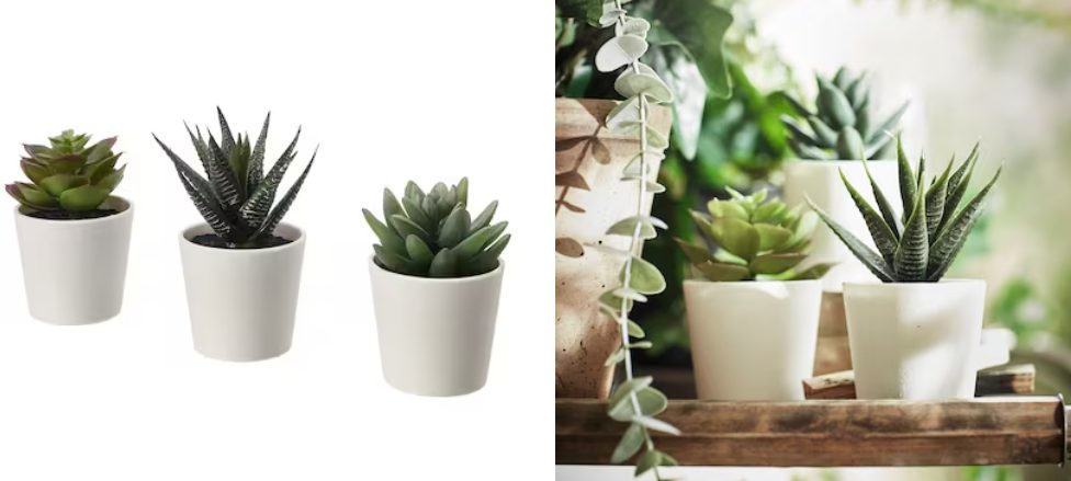 conjunto plantas