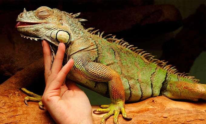 iguana psoe