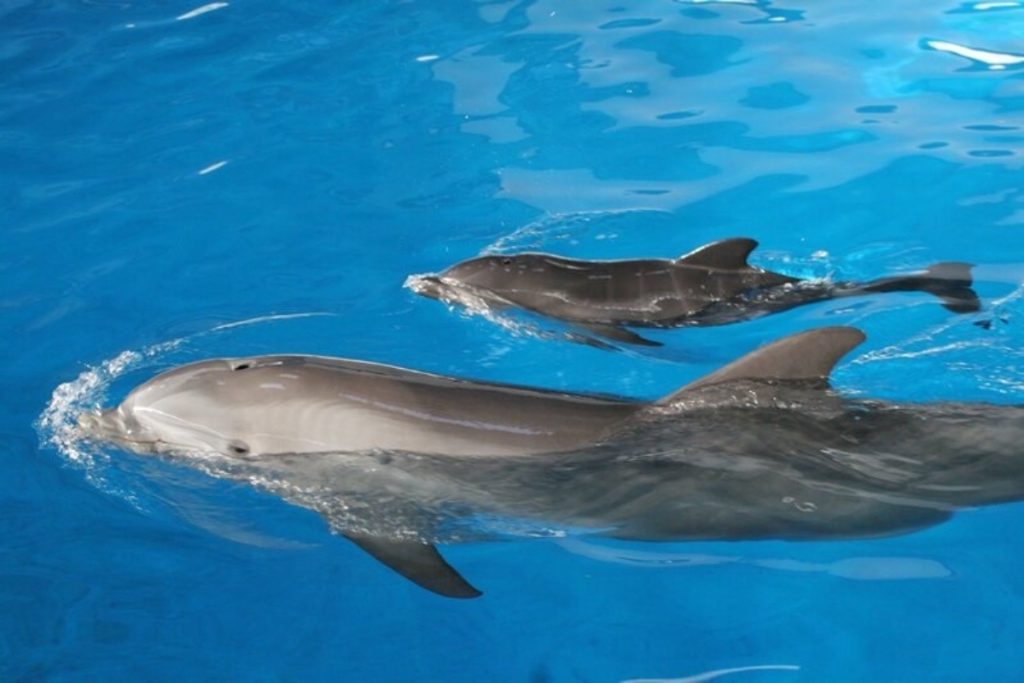 delfines Moncloa