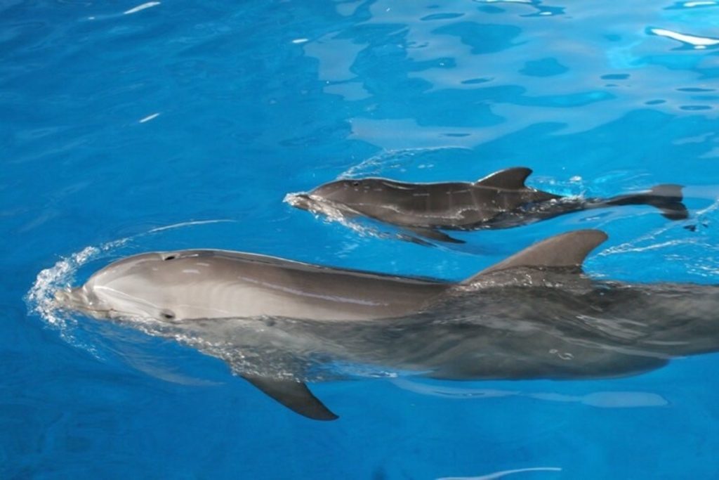 Las asociaciones animalistas piden al Senado que prohíba los zoológicos y circos con la Ley Animal 1 Moncloa delfines Moncloa