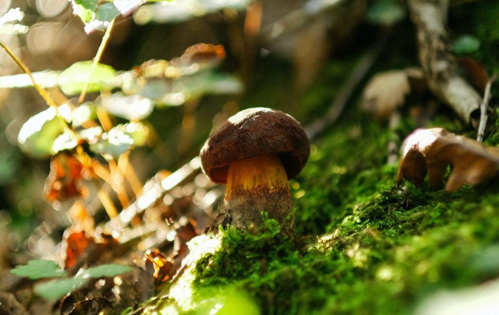 Boletus al ajillo: la mejor receta de setas para disfrutar esta Semana Santa 1 Moncloa setas