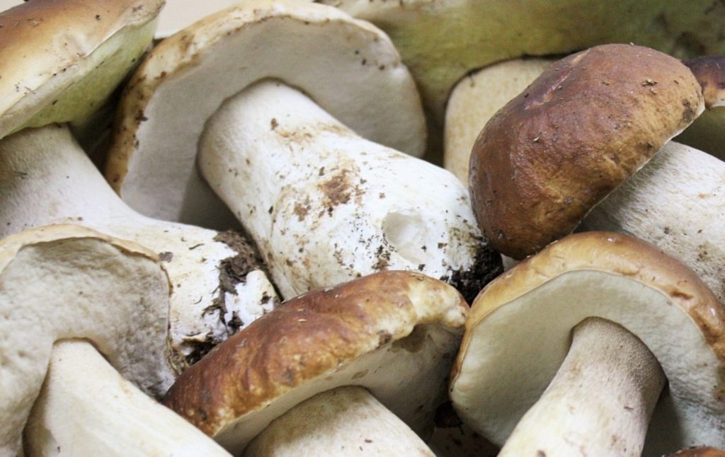 Boletus al ajillo: la mejor receta de setas para disfrutar esta Semana Santa 3 Moncloa setas