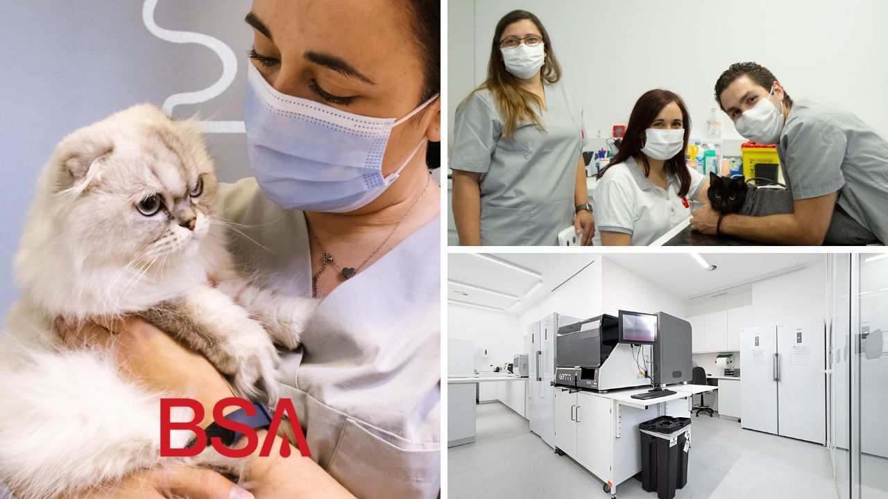 UNAVETS anuncia una asociación estratégica con el Banco de Sangre Animal portugués, BSA 1 Moncloa BSA PT Moncloa