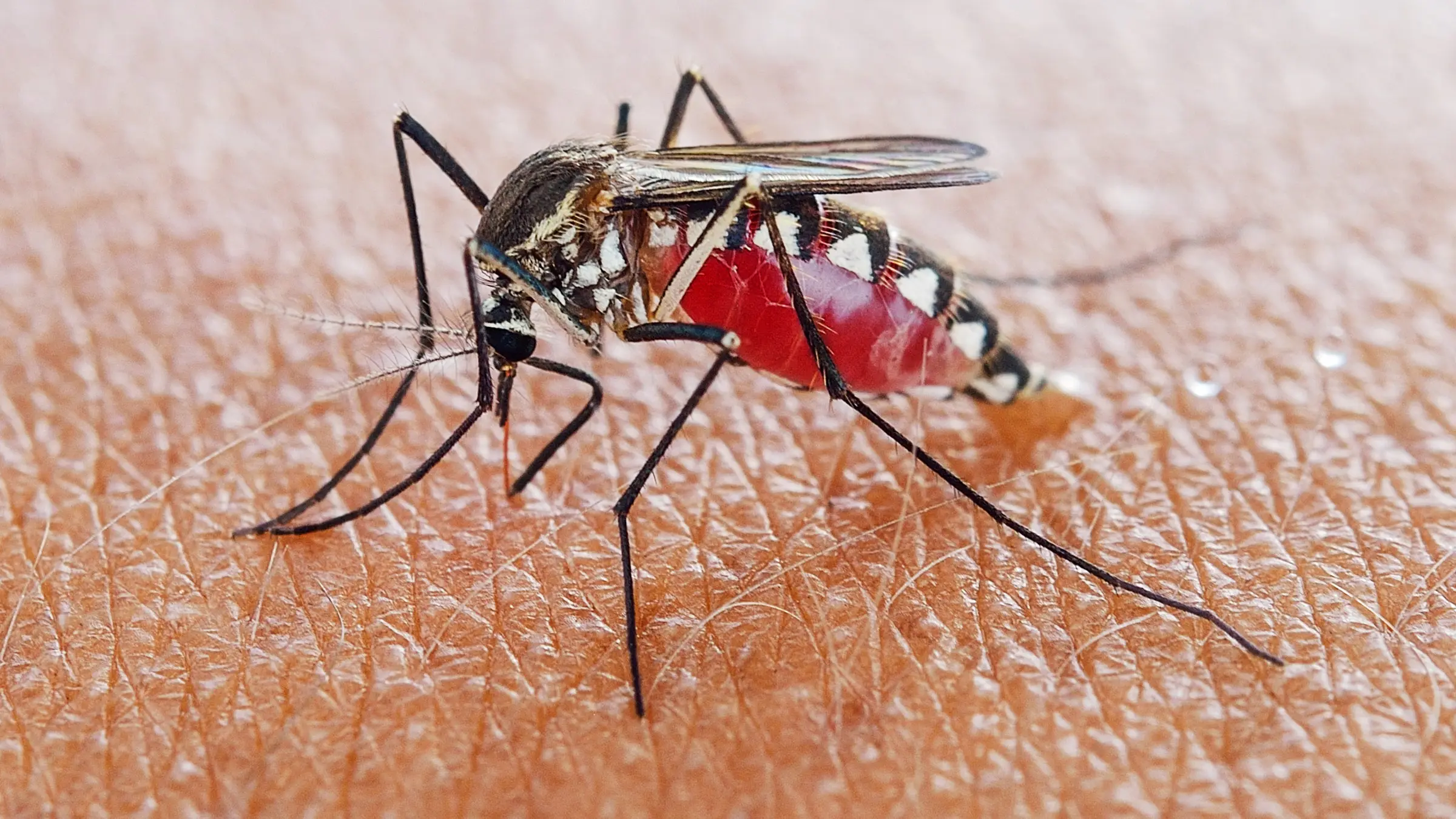 Usar trampas para mosquitos