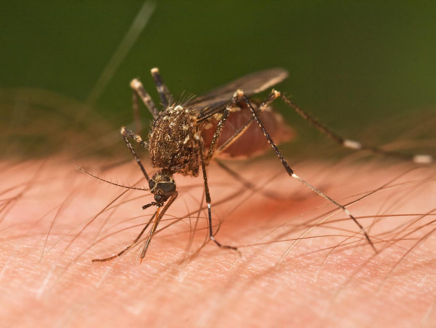 Vacunarse contra enfermedades transmitidas por mosquitos