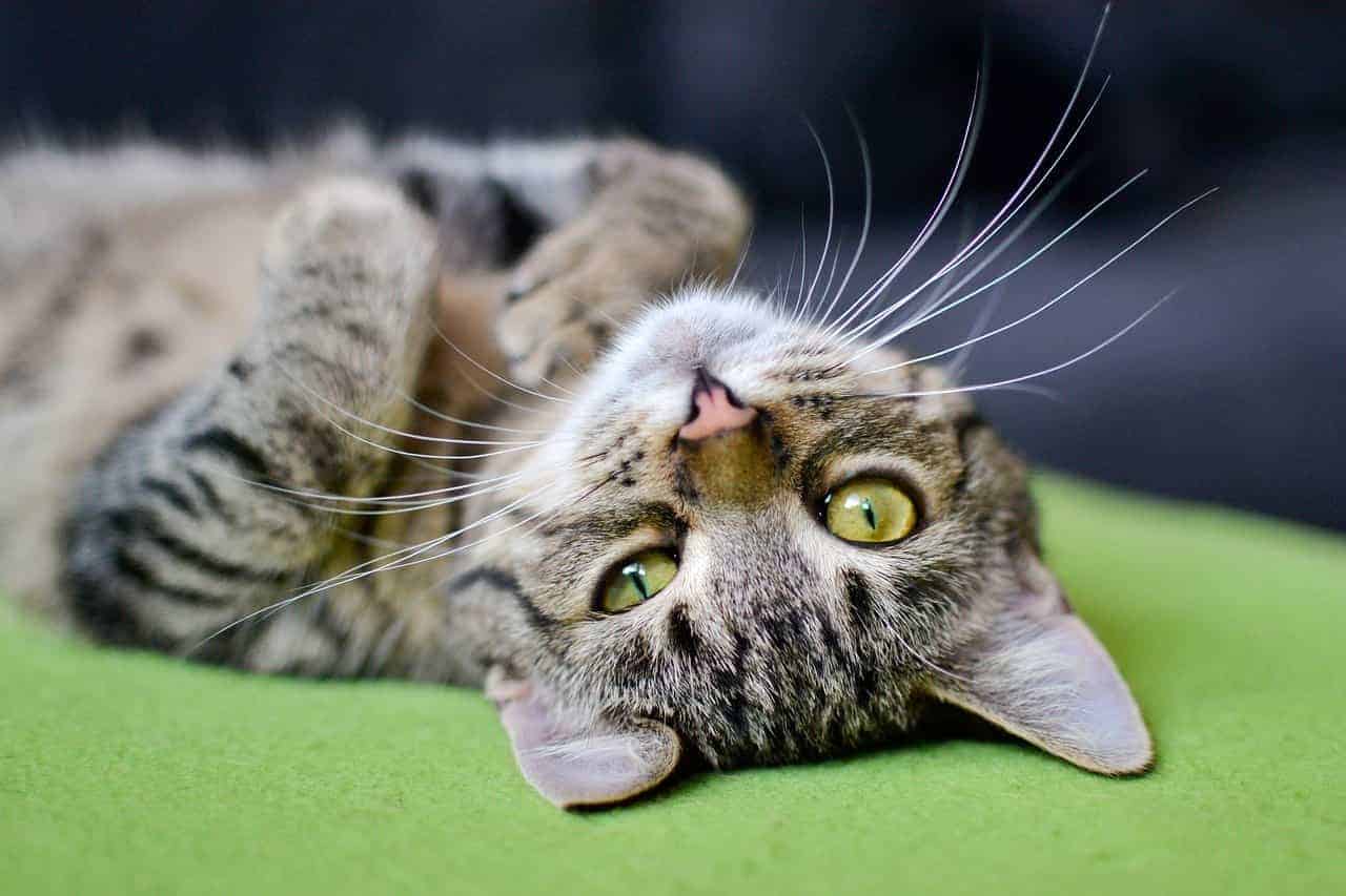 Animales abandonados: como son los nuevos movimientos por la protección en España 3 Moncloa La importancia de los movimientos por los derechos de los animales en España