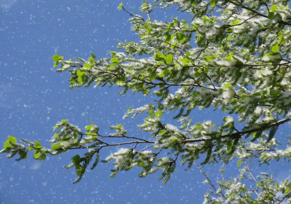 primavera alergia