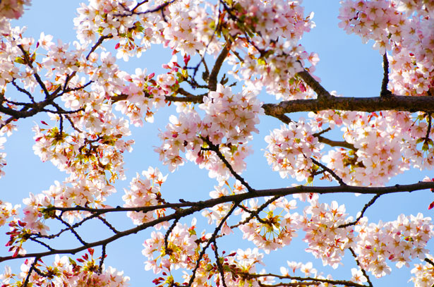 llegada de la primavera
