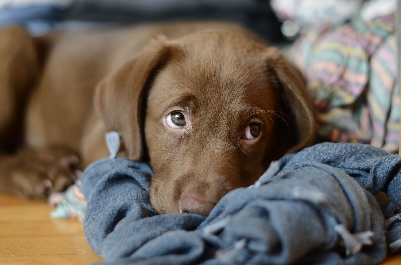 Animales abandonados: como son los nuevos movimientos por la protección en España 1 Moncloa Los movimientos por los derechos de los animales en España