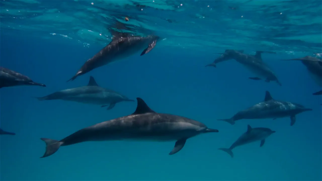 delfines