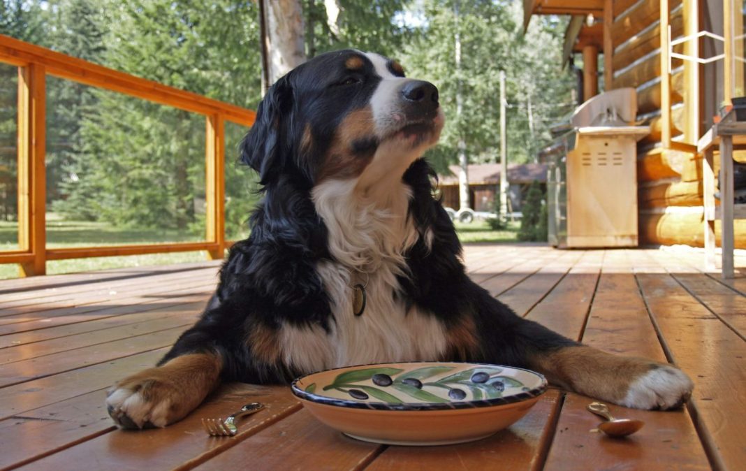 perro