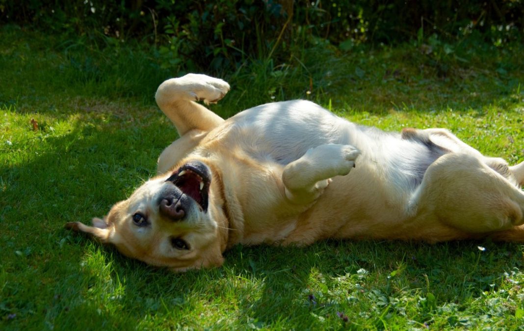 perro