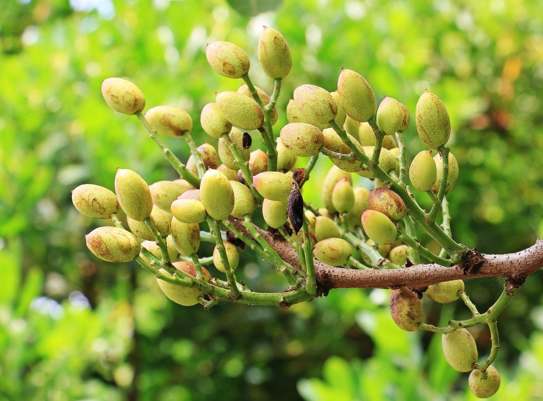 pistacho nutrientes