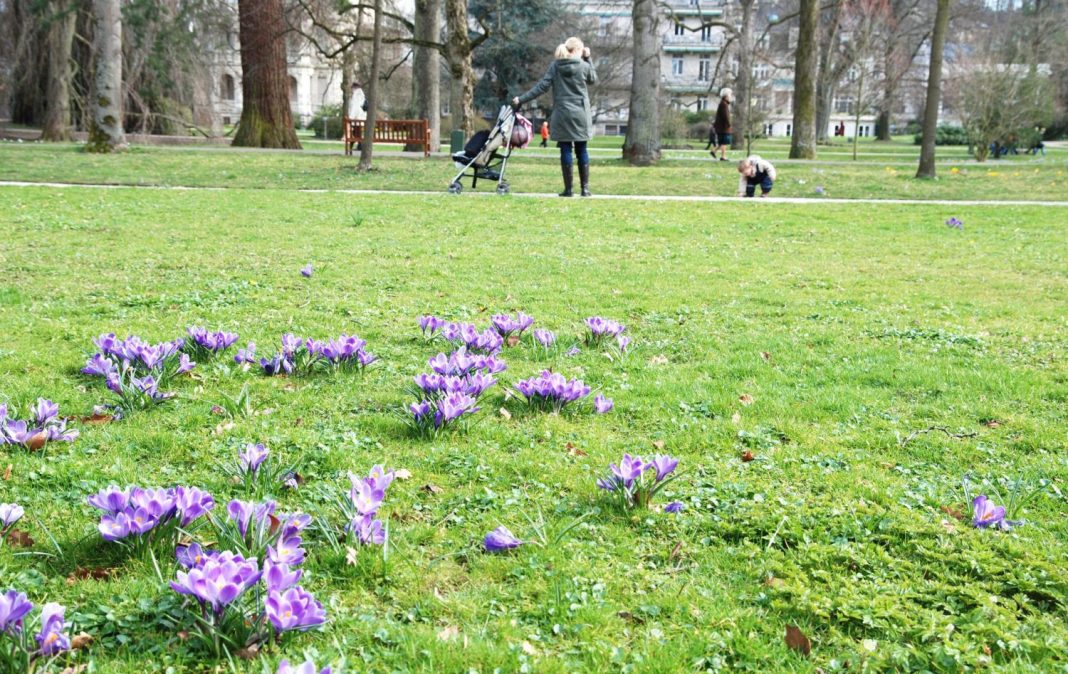 primavera