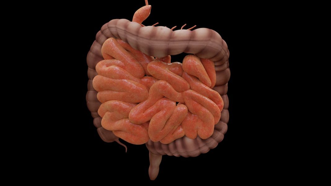 alteracion intestino