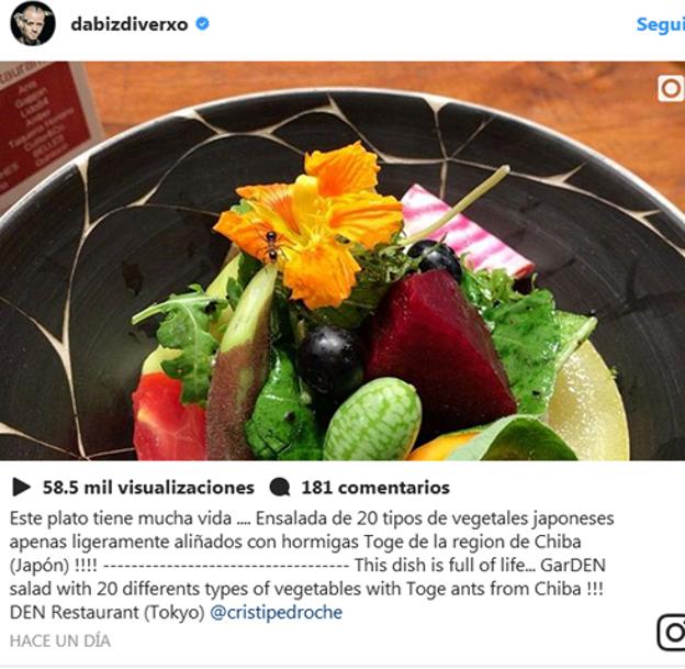 hormigas de chiba